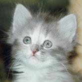 Sibirische Katze Hroswitha von der Gronau